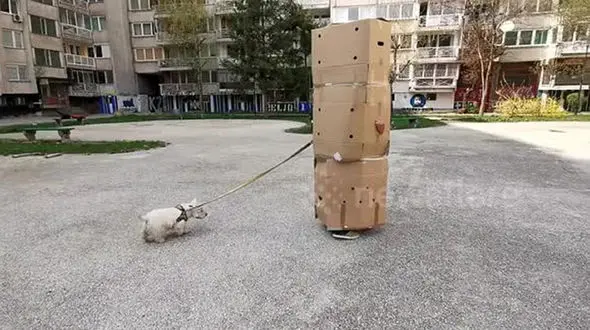 ابتکار عجیب مرد جوان برای قدم زدن در خیابان کرونایی!