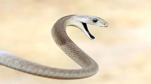 ماجرای حمله مارهای سمی خطرناک در سواحل مازندران چیست؟! + فیلم