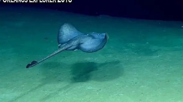 این موجودات عجیب و غریب در خلیج مکزیک زندگی می کنند+تصاویر