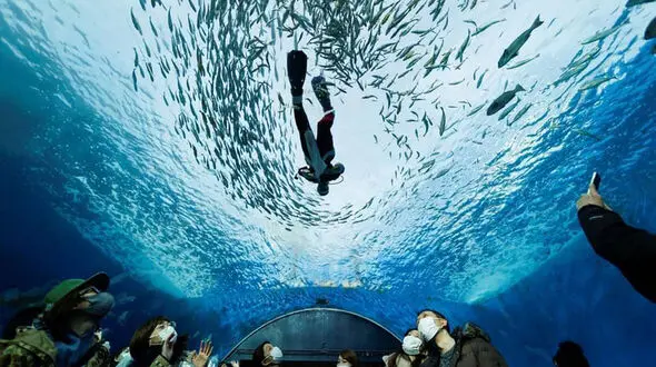 بابانوئل غواص هم مشاهده شد!+ عکس