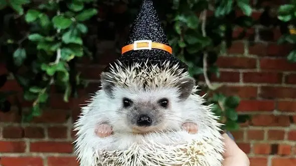 فیلم جالب از نجات جوجه تیغی و ادامه ماجرا + فیلم 