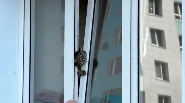 شهروند مهربان مانع قطع شدن سر گربه شد + فیلم