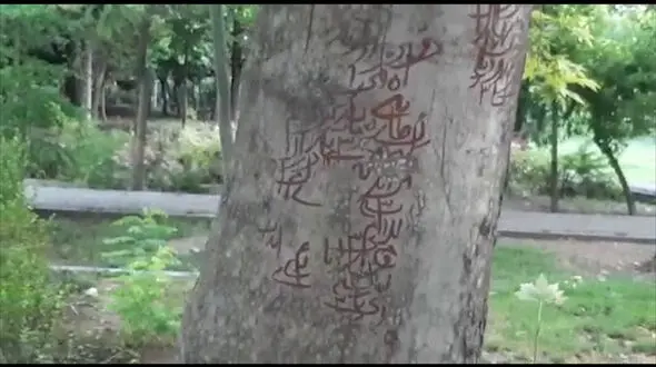 درختان پارک لاله تهران منقش به دعا و طلسم / شهرداری توضیح می دهد + فیلم