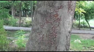 درختان پارک لاله تهران منقش به دعا و طلسم / شهرداری توضیح می دهد + فیلم