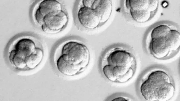 رشد نخستین جنین مصنوعی در آزمایشگاه 