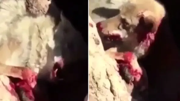 خودکشی وحشتناک یک گرگ + فیلم و عکس 14+