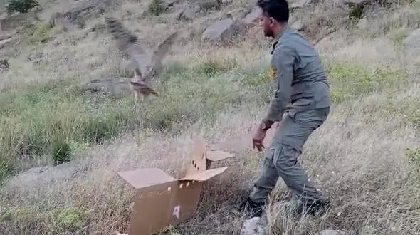 پرواز جغد ماهیخوار در آسمان امن دزفول 