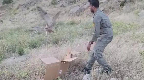 پرواز جغد ماهیخوار در آسمان امن دزفول 