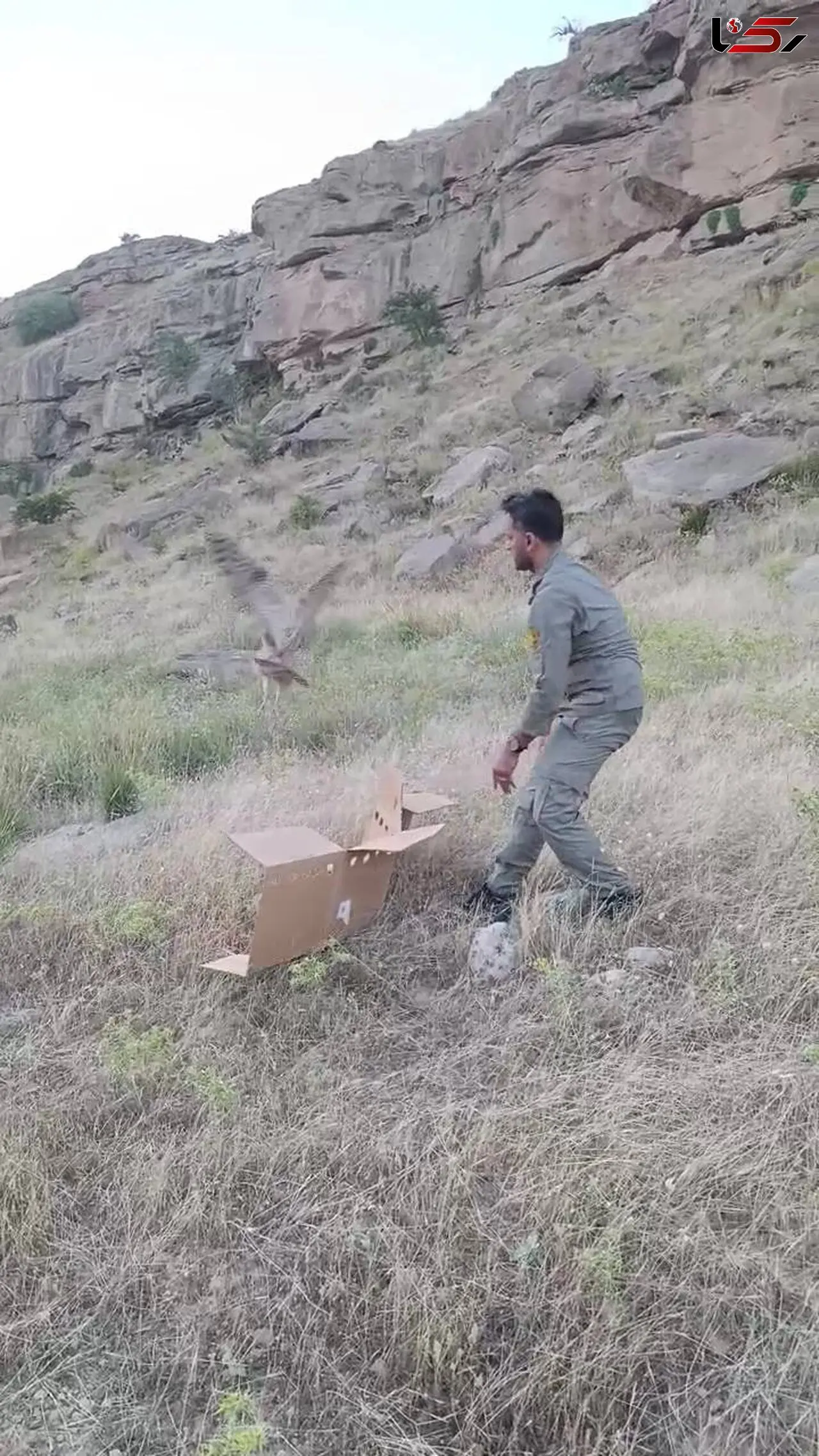 پرواز جغد ماهیخوار در آسمان امن دزفول 