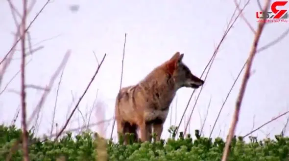 زوزه های تنهایی کایوتی که جفتش را از دست داد + فیلم