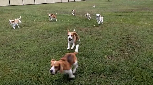 سگ های بیگل در تعقیب یک ماشین +فیلم 