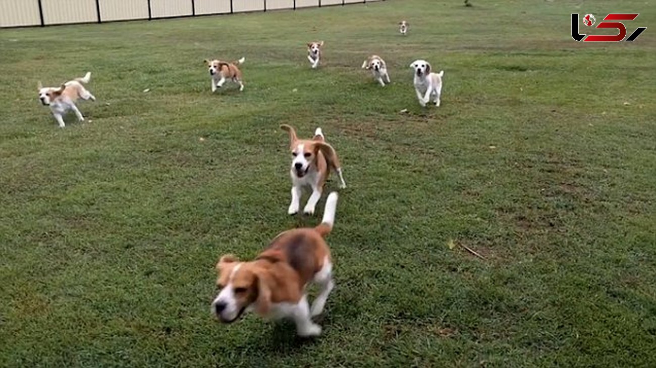سگ های بیگل در تعقیب یک ماشین +فیلم 