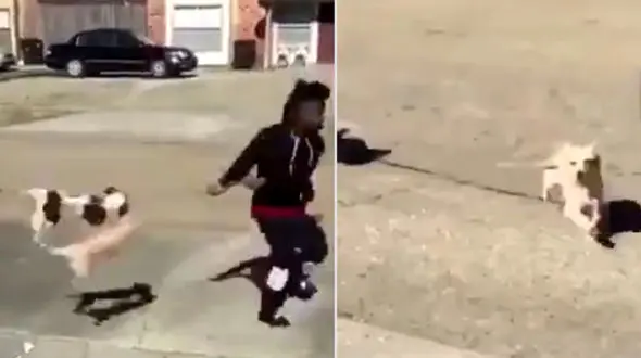 اقدام بی رحمانه یک جوان با دو توله سگ + فیلم 16+