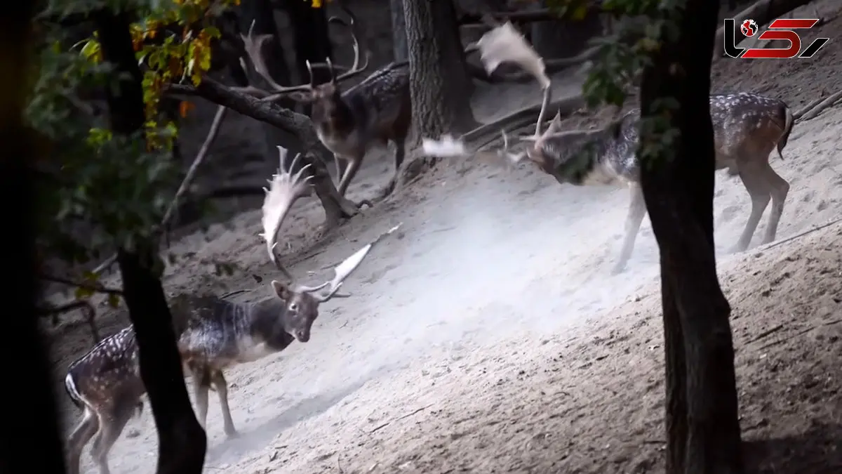 فیلم رقابت گوزن ها برای قلمرو