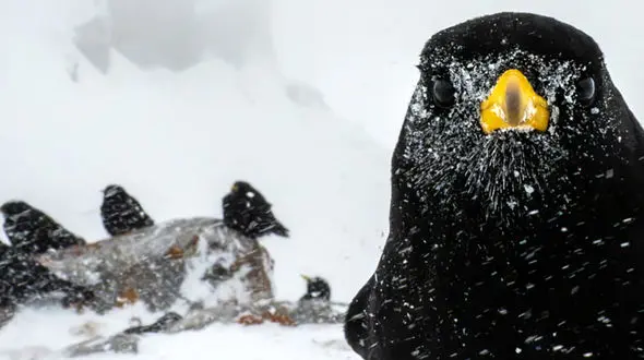 تصاویر نزدیک از جهان حیوانات، حشرات، گیاهان و جانوران در مسابقه سالانه عکاسی میکرو و ماکرو