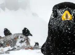 تصاویر نزدیک از جهان حیوانات، حشرات، گیاهان و جانوران در مسابقه سالانه عکاسی میکرو و ماکرو