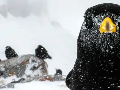 تصاویر نزدیک از جهان حیوانات، حشرات، گیاهان و جانوران در مسابقه سالانه عکاسی میکرو و ماکرو