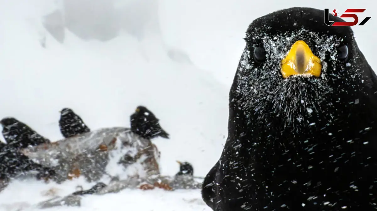 تصاویر نزدیک از جهان حیوانات، حشرات، گیاهان و جانوران در مسابقه سالانه عکاسی میکرو و ماکرو