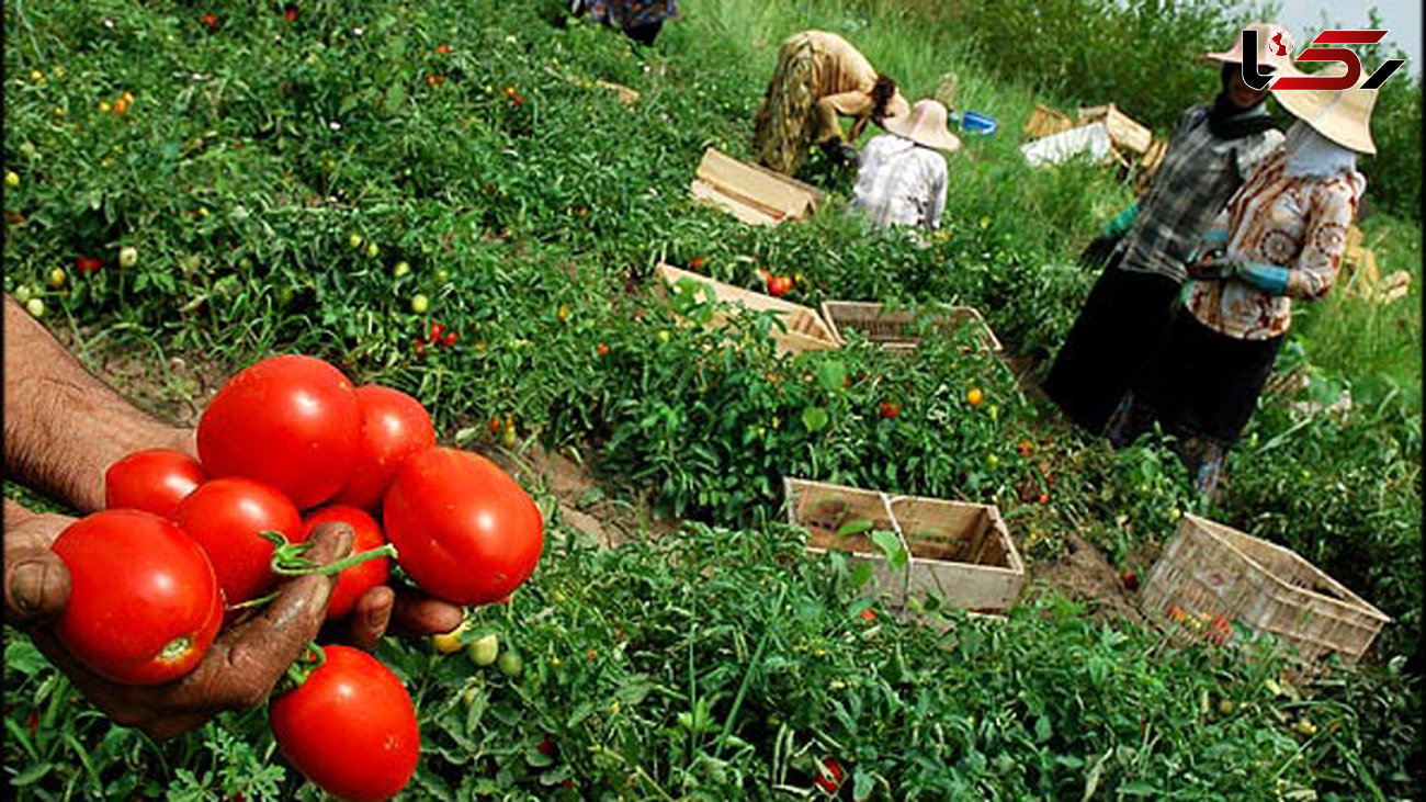  پاکستان از ایران گوجه فرنگی وارد می‌کند 