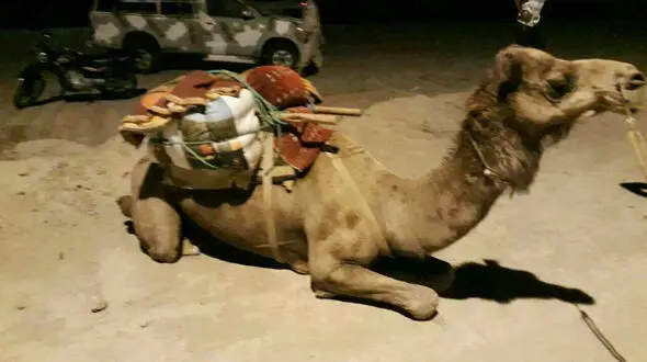 تبهکار شتر سوار در هرمزگان دستگیر شد+عکس
