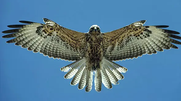 لحظه شکار کلاغ توسط شاهین + فیلم