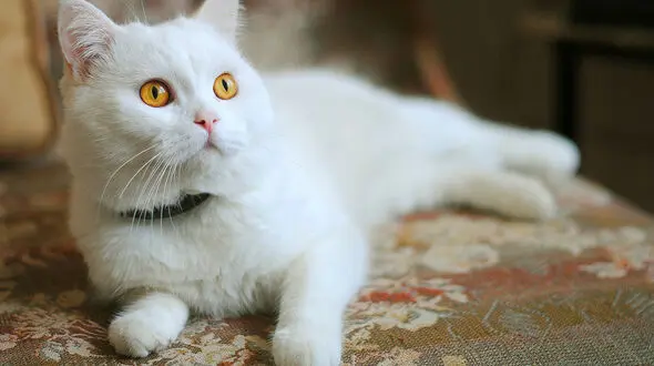 ببینید / عصبانیت با مزه گربه خسته! + فیلم 