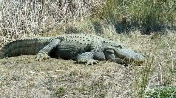  خطرناک ترین حیوان  یکسال گرسنگی را تحمل می کند+عکس
