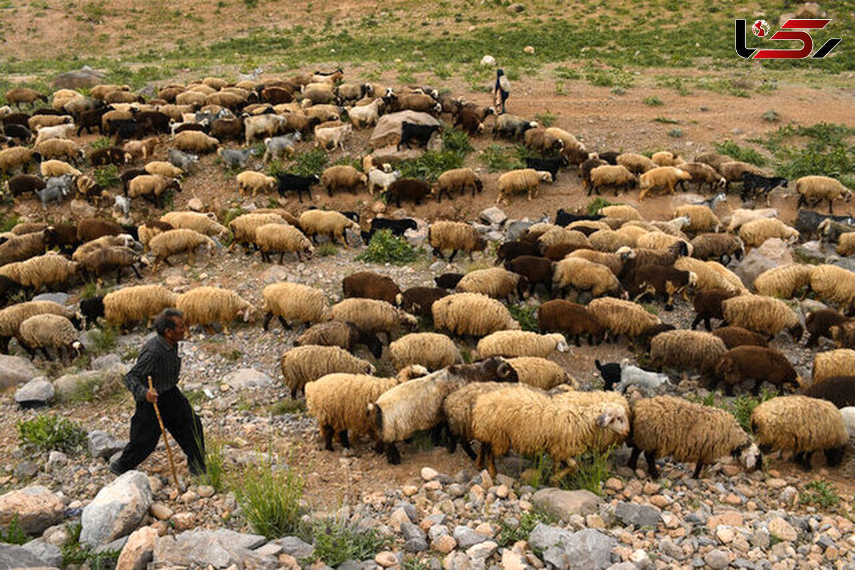 ١۶۵٠ دام غیرمجاز از مناطق تحت مدیریت لرستان به خارج از مناطق هدایت شدند