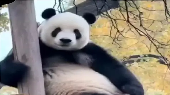 آواز باشکوه/ رقص پاندا دیده بودی؟رو ریتم یجور میتکونن وجد میای گوله نمکای متحرکن لامصبا