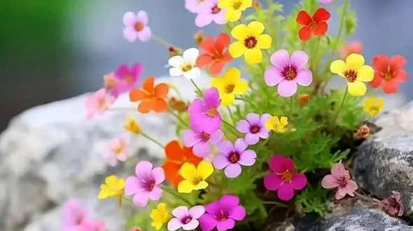 فال ابجد 3 فروردین 1403 + فیلم