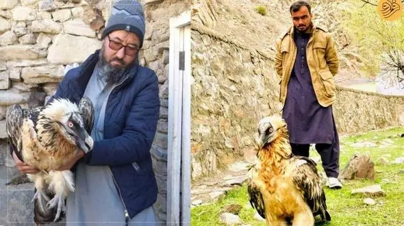 همای سعادت باز هم شکار شد ! / اینبار در منطقه کوهستانی باورنکردنی ! + عکس ها