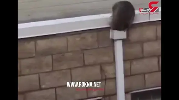 آسانسوری برای حیوانات تنبل!+فیلم