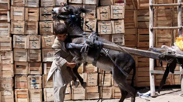 عکس جالب از تلاش یک پسر برای کنترل خر