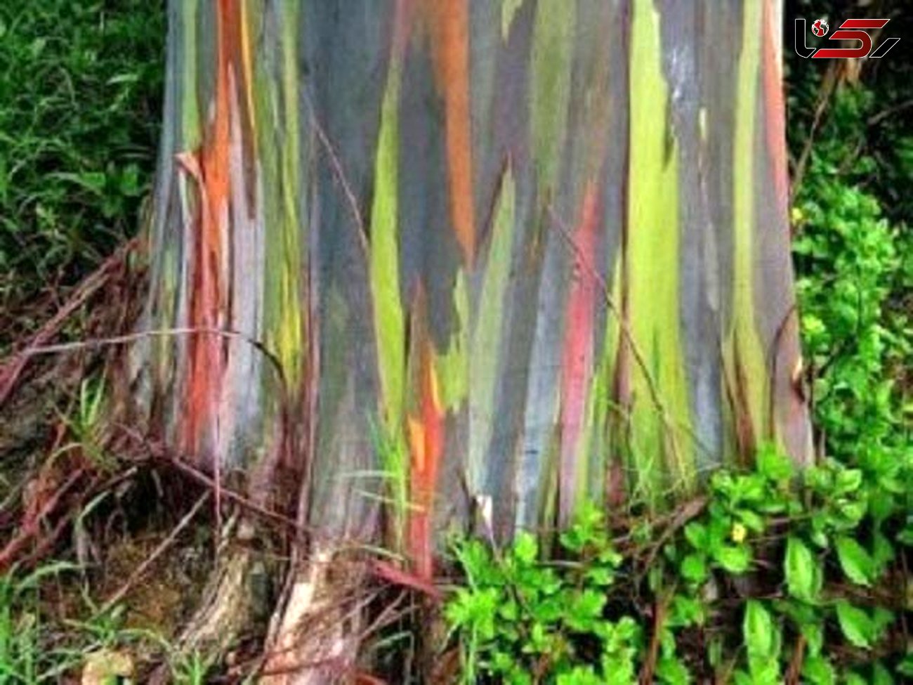 درختی عجیب با رنگ های رنگین کمانی+تصاویر 