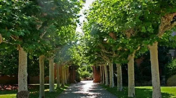 نجات بیش از ۳۰ هزار اصله درخت در مشهد