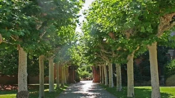 نجات بیش از ۳۰ هزار اصله درخت در مشهد