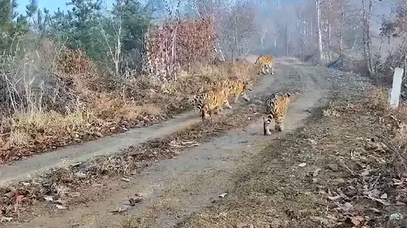 فیلم ببر سیبری و توله های نادر در چین