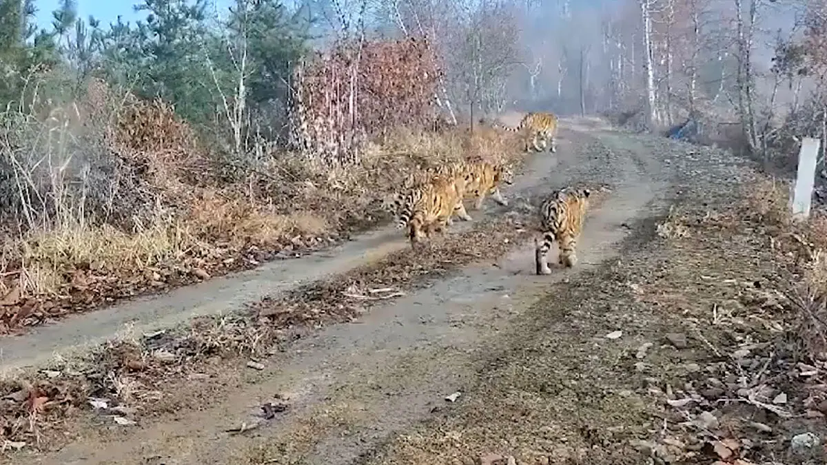 فیلم ببر سیبری و توله های نادر در چین