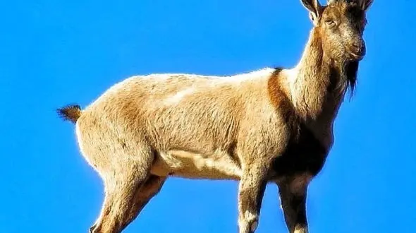 احساسات زیبای یک بزغاله با مادرش + عکس