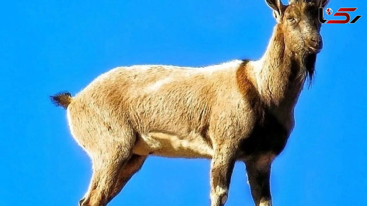 احساسات زیبای یک بزغاله با مادرش + عکس