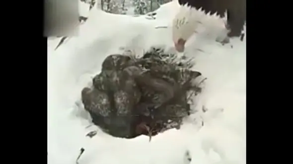 فیلم بی نظیر از فداکاری عقاب مادر برای حفاظت از فرزندانش