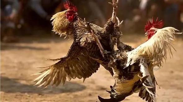 شاهکار حیات وحش؛ خروس ها میافتن به جون هم برنده صاحب مرغای مرغدونیه