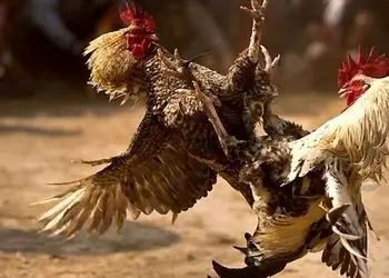 شاهکار حیات وحش؛ خروس ها میافتن به جون هم برنده صاحب مرغای مرغدونیه