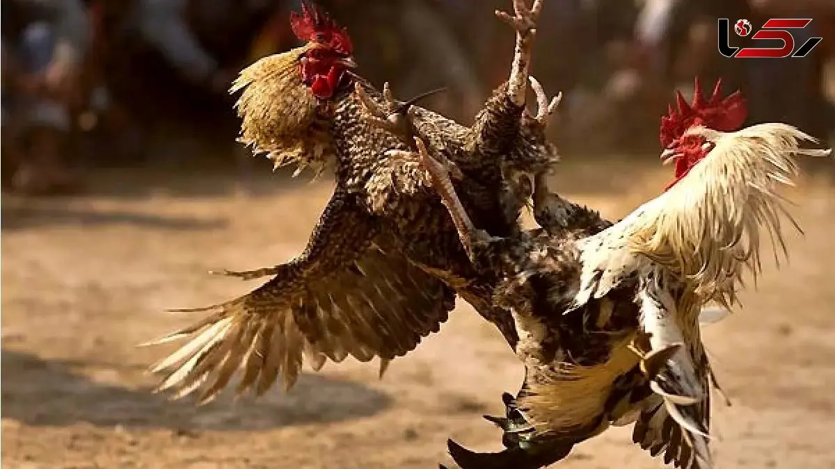 شاهکار حیات وحش؛ خروس ها میافتن به جون هم برنده صاحب مرغای مرغدونیه