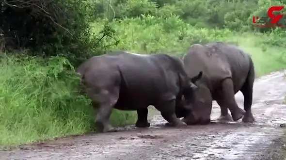 لحظه‌ی درگیری دو کرگدن+فیلم