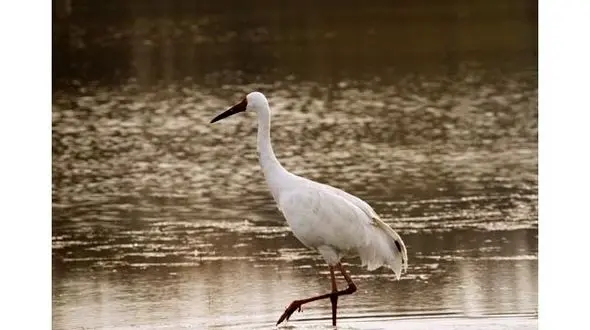 درنای سیبری هنوز از راه نرسیده است/دوستداران محیط زیست نگران درنا هستند