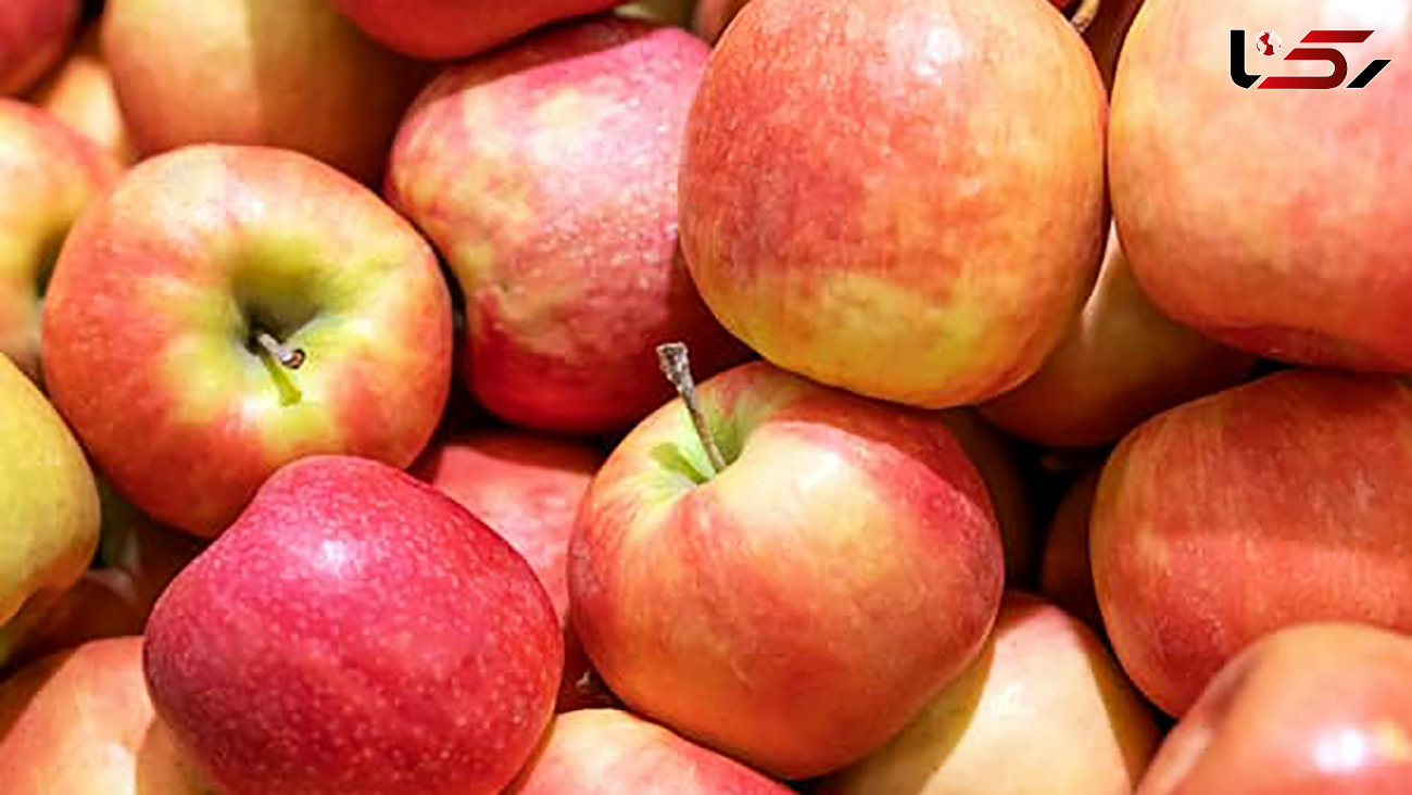 600 هزار تن سیب روی دست باغداران آذربایجان غربی مانده است / بخشنامه ارزی بانک مرکزی مانع صادرات سیب