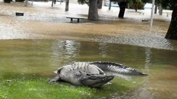 سیل اخیر مارها وکروکودیل ها را روانه خیابان ها کرد / استقرار ارتش برای حفاظت از جان مردم