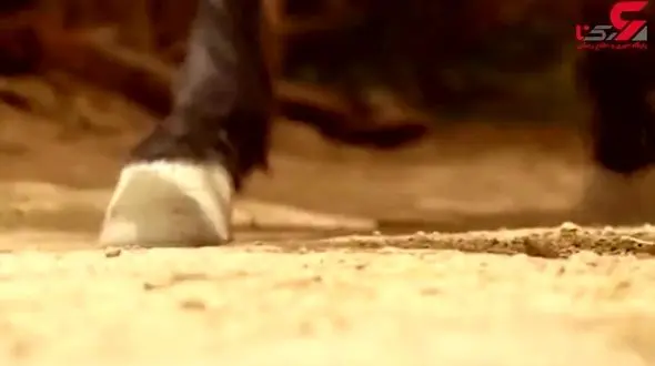 انتشار نماهنگ عاشورایی با صدای قاسم افشار و مجید اخشابی + فیلم