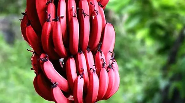 عجیب ترین موز برداشت شد 